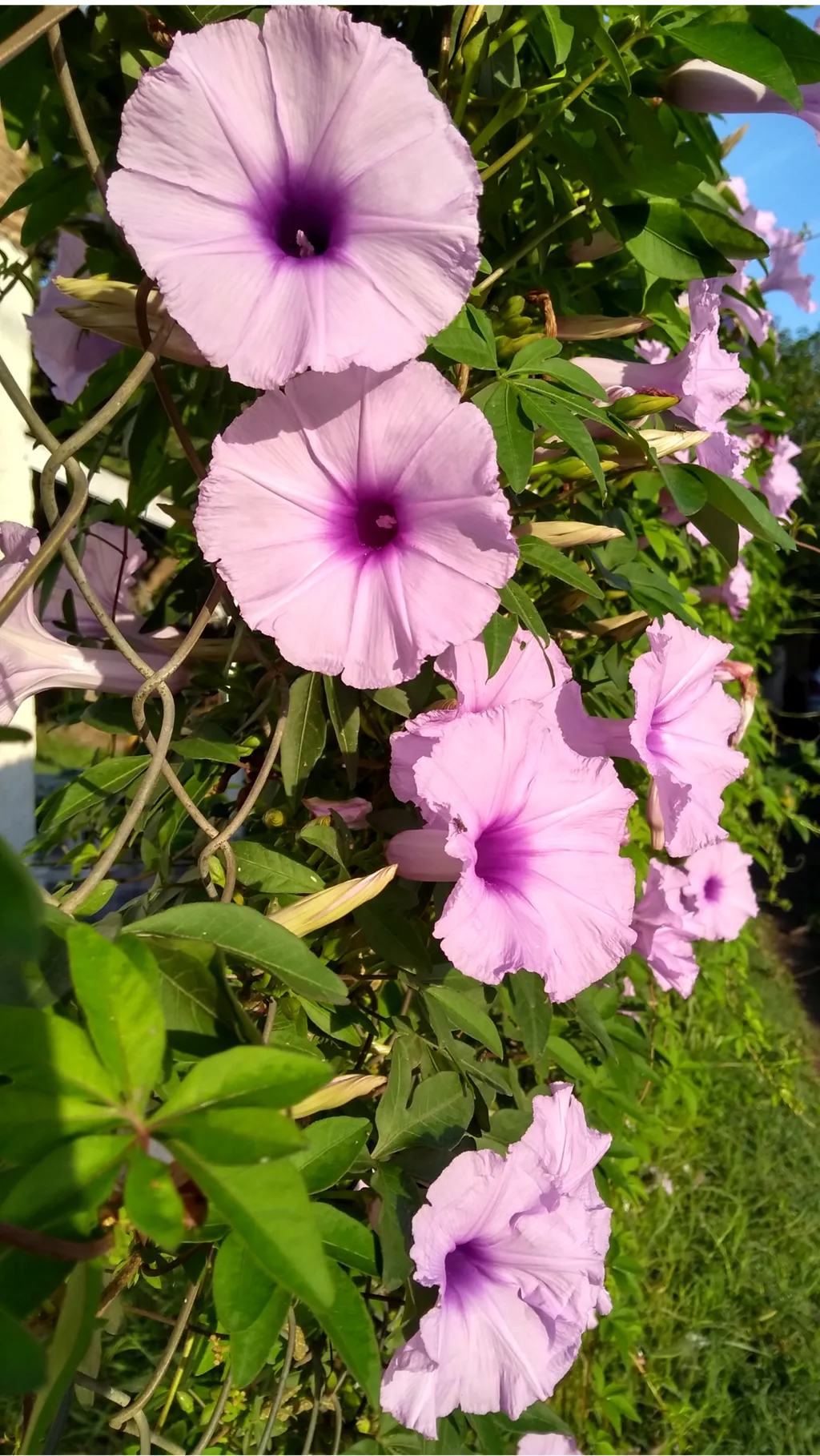 Ipomoea Cairica in the Morning
