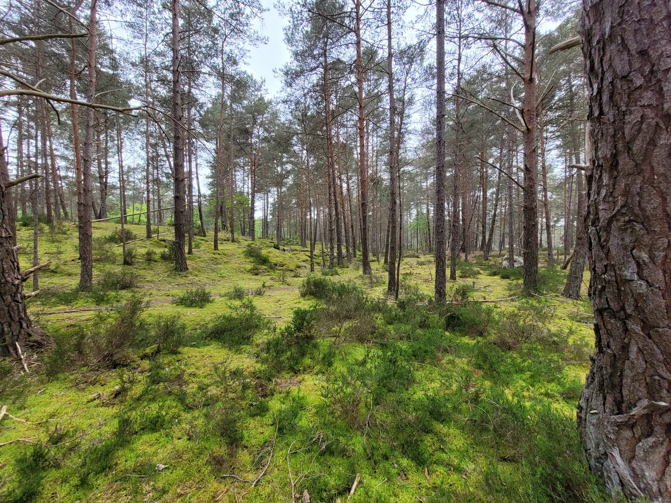 France - lonely walk, near Fontainebleau